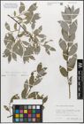 Foto von Salix myrsinifolia Salisb.
